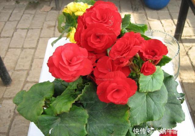 6种人养花真不适合,买了花也活不久,浪费钱