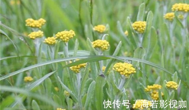 苦菜|7种农村常见的野菜，个个都是治病的“良药”，你吃过几个