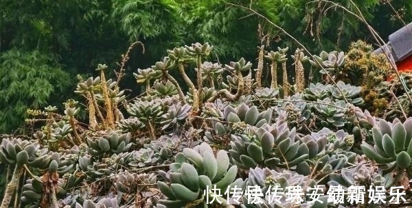 宝石花|这里的多肉不要钱,长在房顶瓦缝里,还是漂亮大老桩