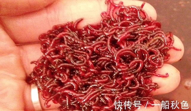 喜欢用红虫钓鱼的看过来 分享几种红虫用法