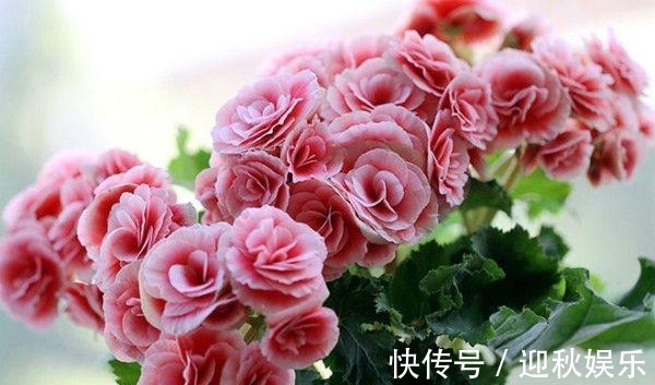 众说纷纭，丽格海棠真的难养它只是生长条件高，养开花并不难