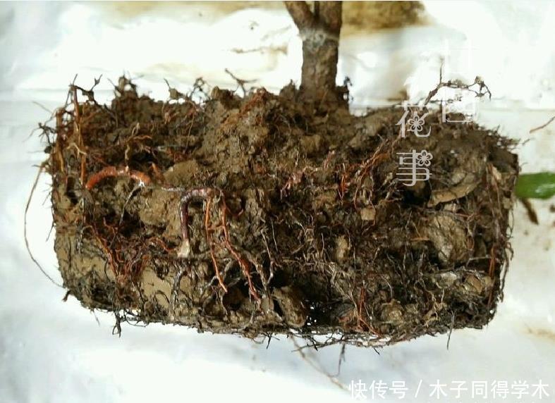 难点|养死过五六盆米兰花，总算得出了点经验：米兰的养护难点在于服盆