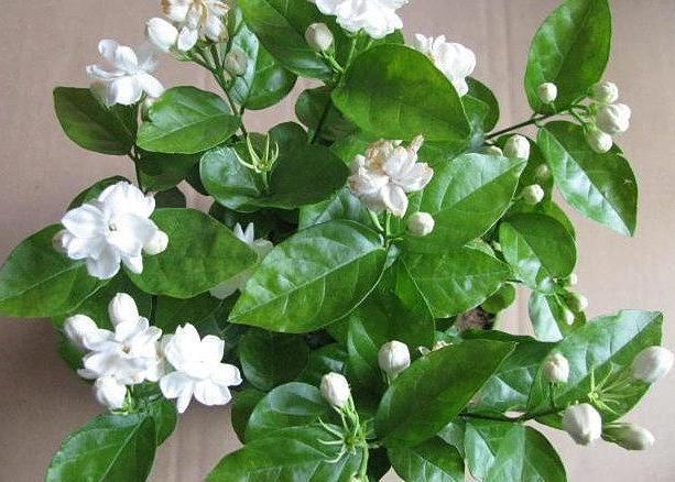 养花草别空有一番热情,学会这些小妙招,盆栽植物才能少出问题