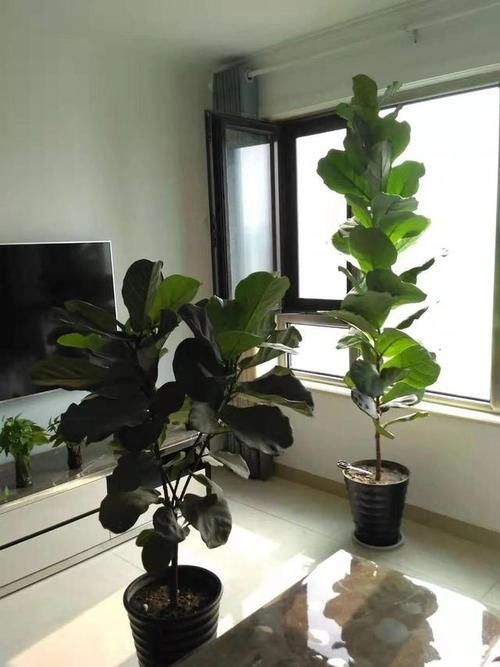 客厅摆什么植物容易养、寿命长,又不需要怎么打理?