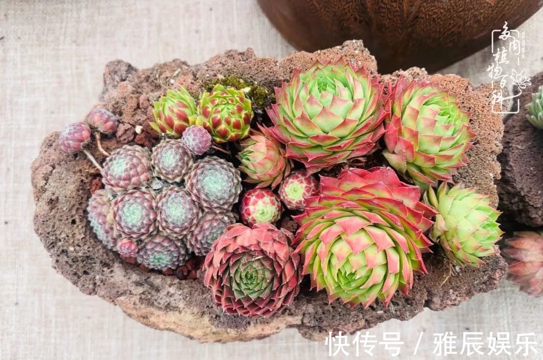 框子|这多肉拼盘这么仙!如何制作达人手把手教你制作长生草拼盘!