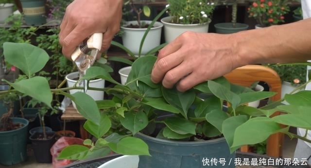 叶片|三角梅开败了？狠狠心，用3个“高招”，挤满新枝芽，又爆二茬花