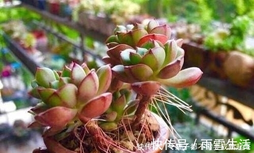 老桩|多肉蒂亚穿裙子长得丑？做好这件事，由绿变红，养成小老桩！