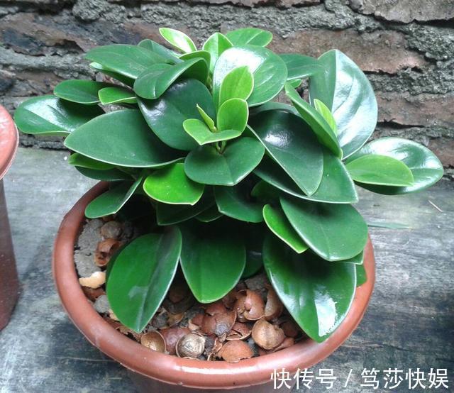 这花称为“电脑杀手”，桌边放几盆减少辐射，养得肉嘟嘟更具生机