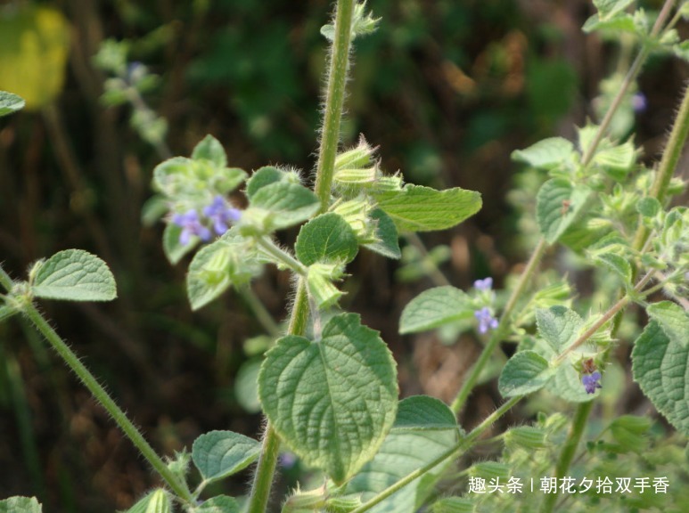 皮肤瘙痒|农村很常见的野草,过去人们将其视为杂草,殊不知价值很珍贵