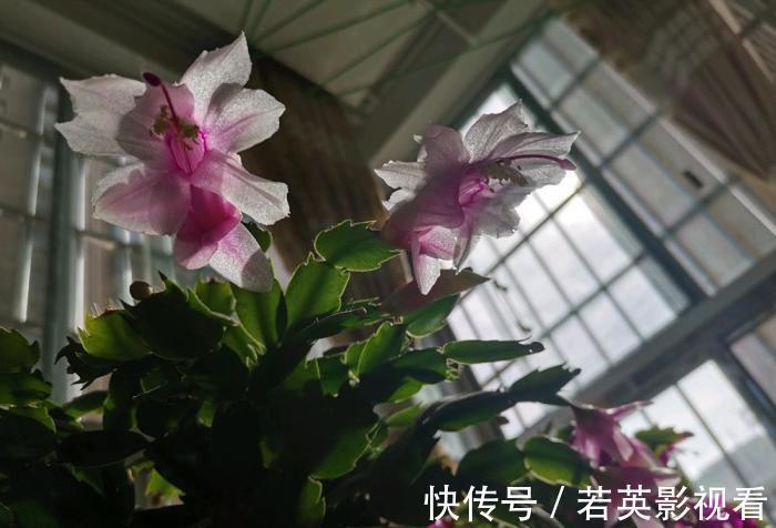 叶片|蟹爪兰度夏后叶片又薄又蔫,3招养厚叶片,秋花砰砰开爆盆!