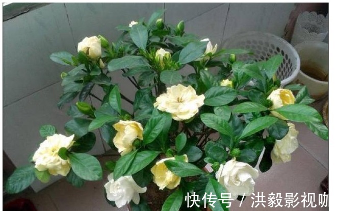 满枝|栀子花茉莉花就爱“这一口”，20天用一回，花朵洁白压满枝