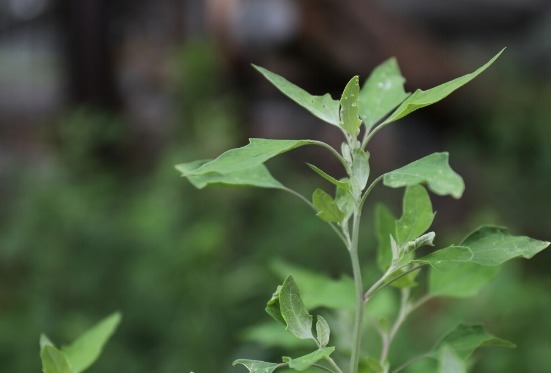 凉拌|65种野菜图片，带你认识不同的野菜和吃法，你想要的野菜这里都有