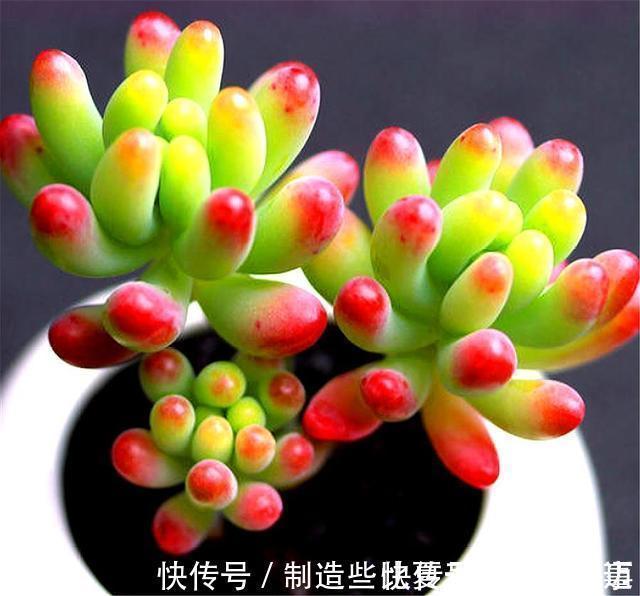 养护|多肉乙女心养护新方法,化整为零,养成果冻色大老桩