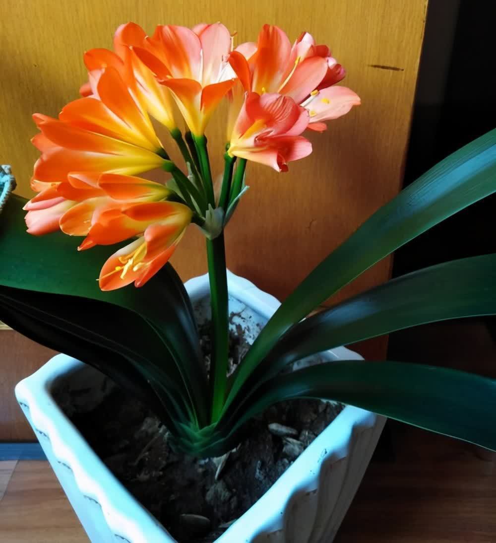 4种花能观赏能“养人”,建议养几盆,好看又利于健康