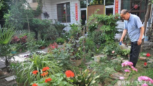 效果|过期的“小药片”磨成粉养花,比生根剂、多菌灵“效果”还要好