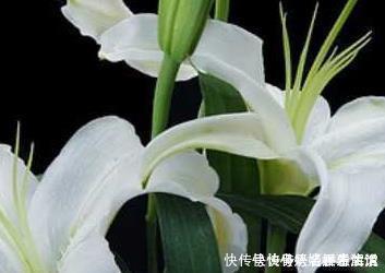 扦插|这三种花堪比香水，养在家里空气清新无异味，健康无忧