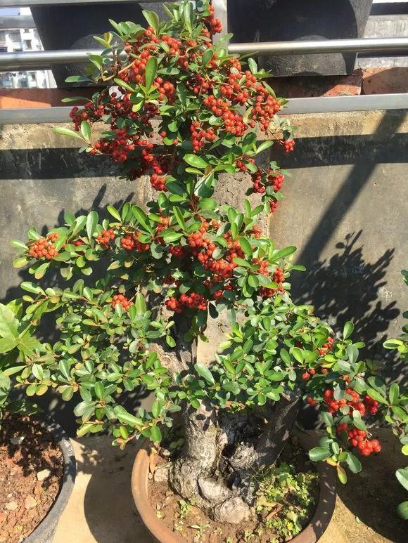 家家都有的3种“钾肥”，给花喂一点，根壮苗粗结果多！