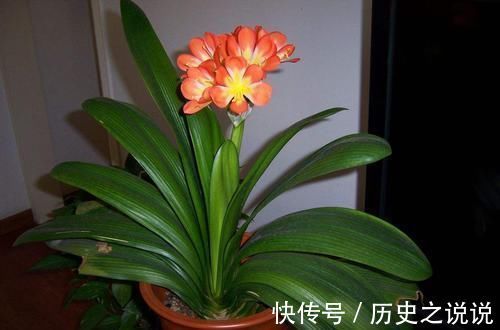 都说君子兰不好养殖,其实误会了君子兰,简简单单就能养好