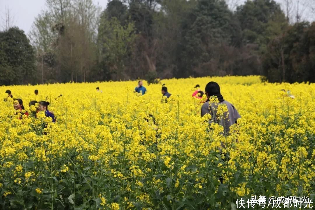 22℃的成都 7个油菜花地点 就近选择