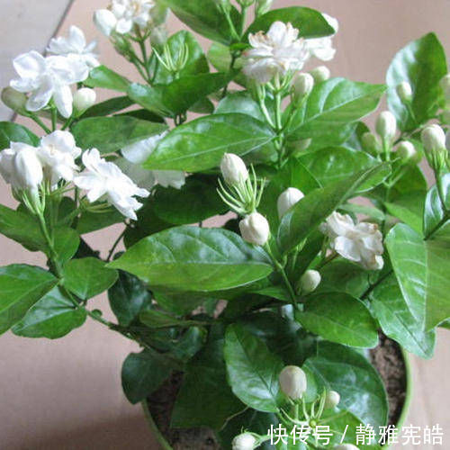 叶油绿|给茉莉花吃一颗鸡蛋,叶油绿,花量大,开花香,美极了