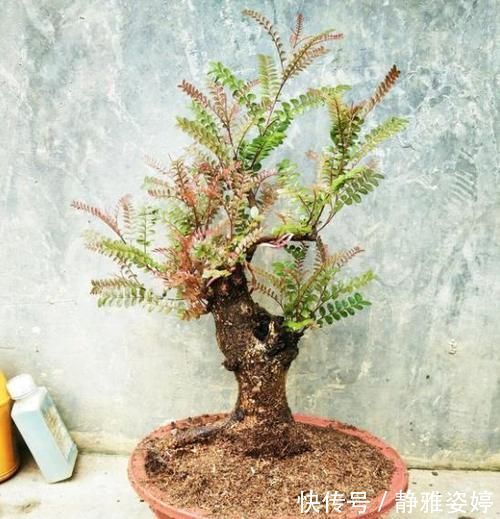 栽培|清香木盆景下山桩怎么栽培更容易成活?