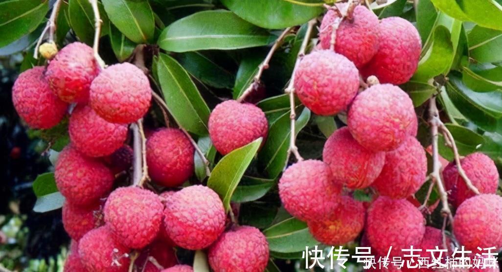 荔枝|冬天了女性适合常吃3种食物,补充营养,抗衰老,增强体质