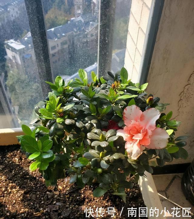 花市的杜鹃开得正艳,买盆回家养,养的时候注意,小心掉叶子