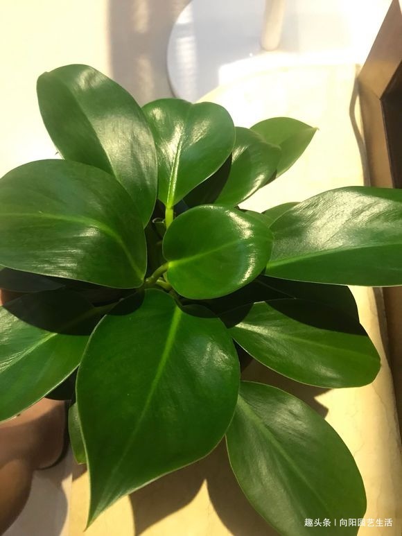 养花的5个“坏习惯”,你中了没,赶紧改掉,否则仙人掌都能养死