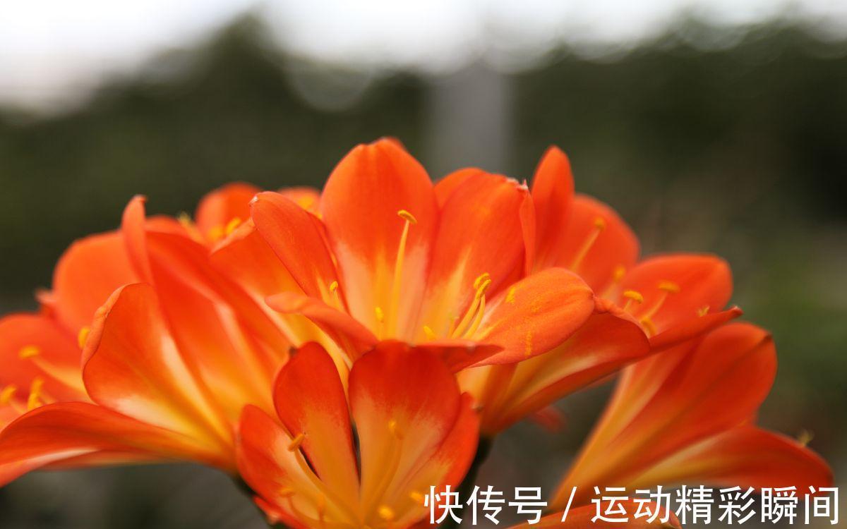 老祖先说:家中养3兰,吉祥又平安,花友:很有道理