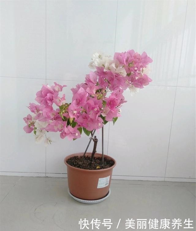 三角梅喜欢这“宝贝”,盆里撒一点,开花300天,拦都拦不住!