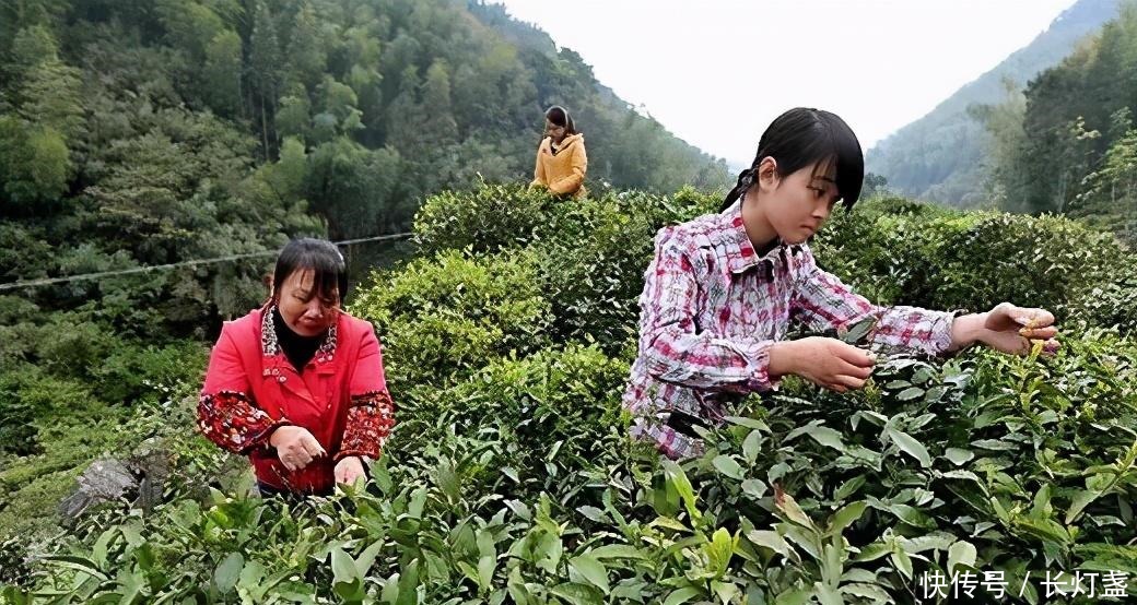 红碎茶|武夷茶香，关于金骏眉的基本常识，你了解吗