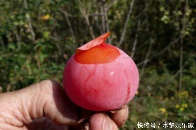 老太|女性最好的零食,不想老太快要多吃,補血活血,保持健康好氣色