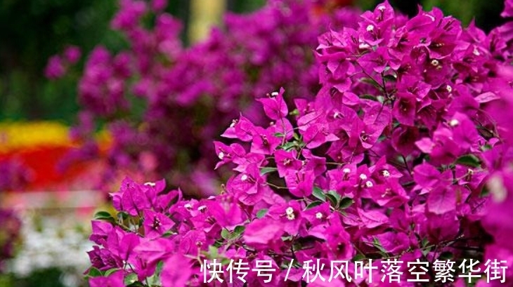 真正会养三角梅的人,都知道这3个“要点”,所以三角梅叶绿花多