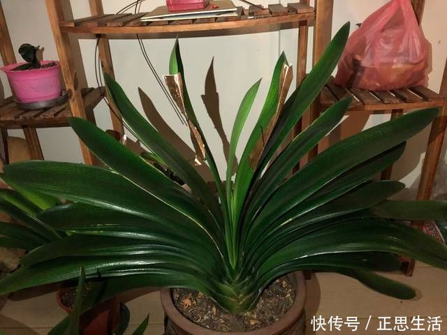 新叶|君子兰长出抽屉叶怎么办直接用刀割成开裆裤恢复吧