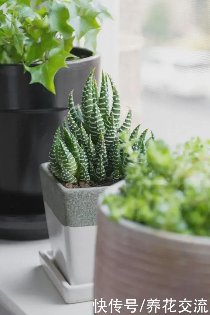 玉树|新手养好盆栽多肉的几个秘诀，选些好养的品种也是极其关键的