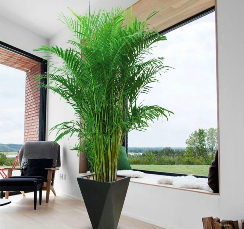 养花|客厅养花，就养“大树”，2年长成“绿巨人”，优雅漂亮，品位佳