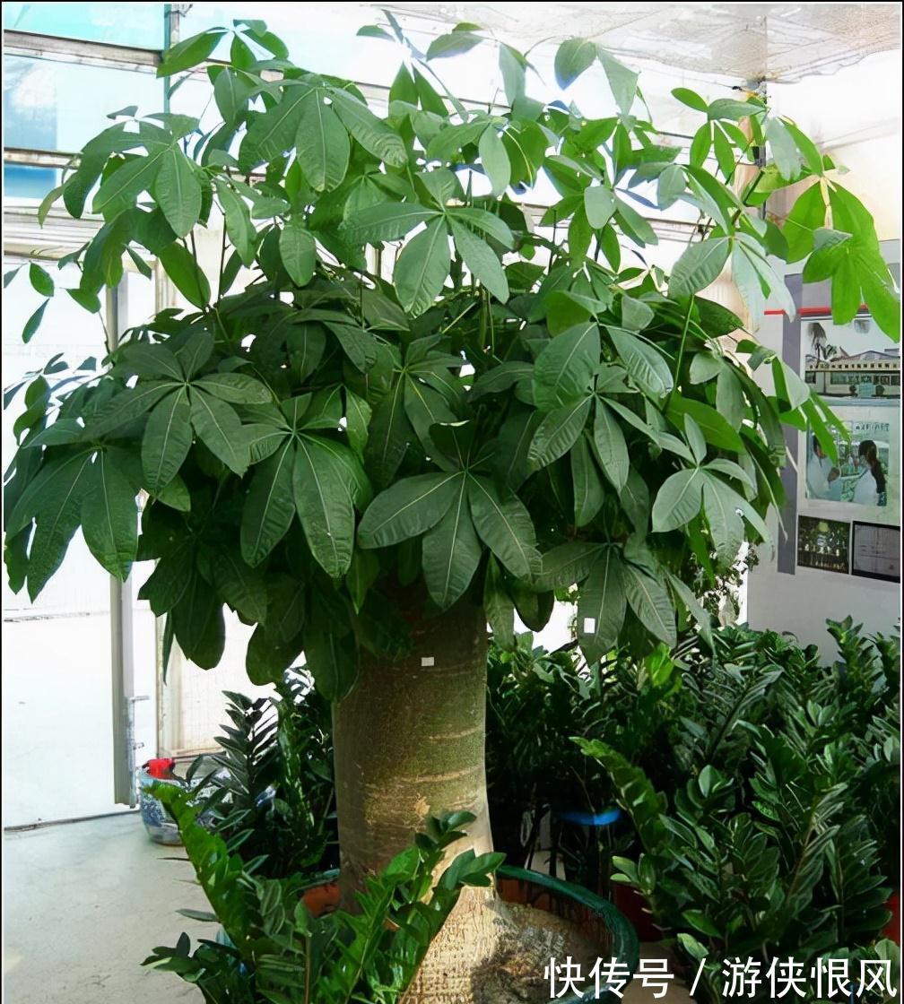 8种“招财树”,养在客厅里,高大笔挺,威武又气派,招财又旺宅