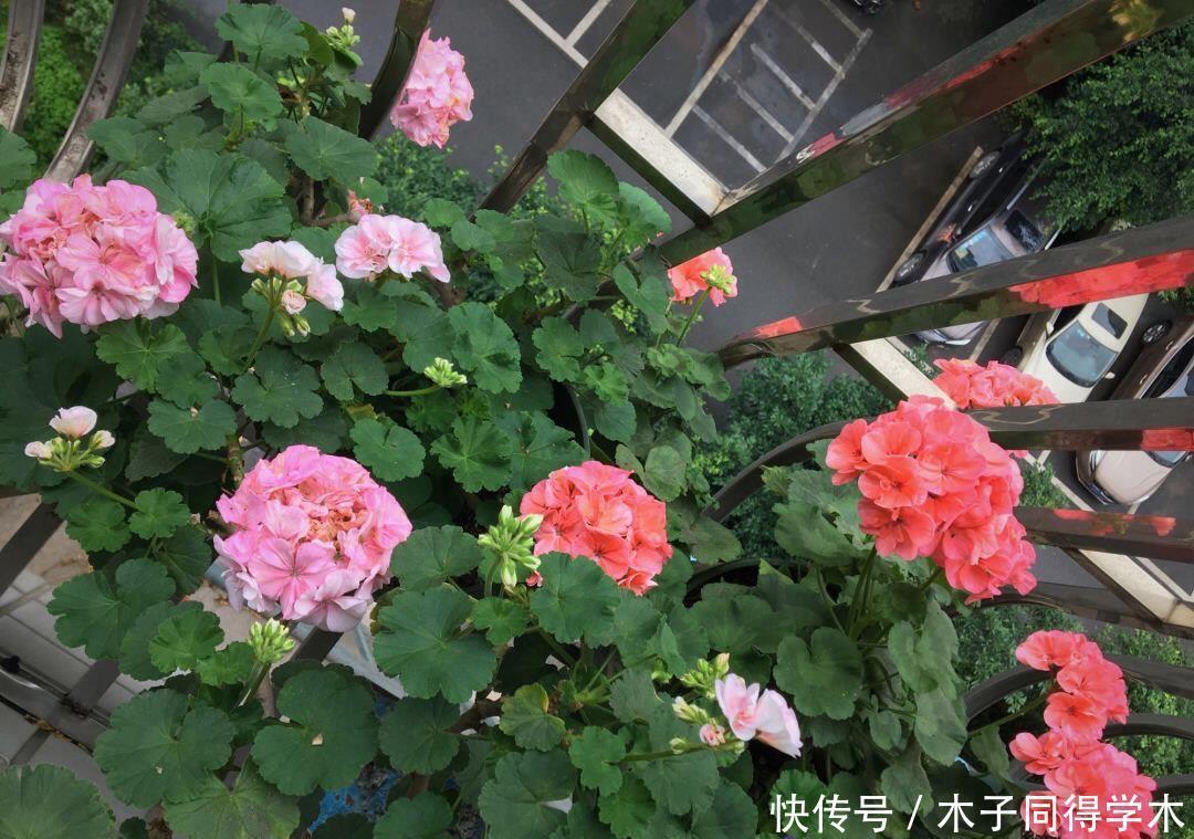 夏季的时|2种“开花机器”,适合养阳台,夏秋都有花,花色绝美看不腻