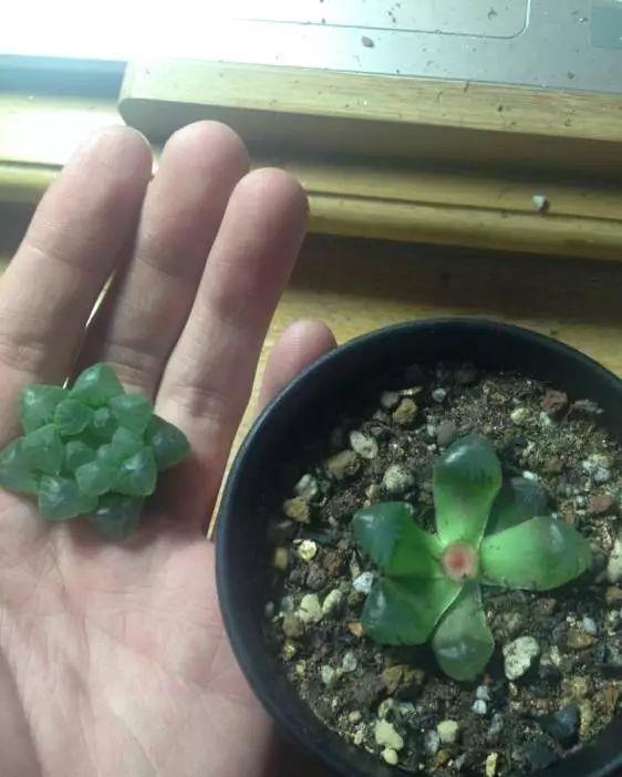 玉露徒长成“筷子”,找根线一拉,制服徒长不成问题!