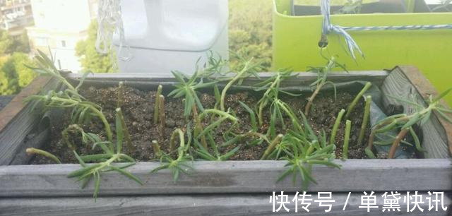 这5种花随便掐个枝就活,新手懒人花友千万别错过!