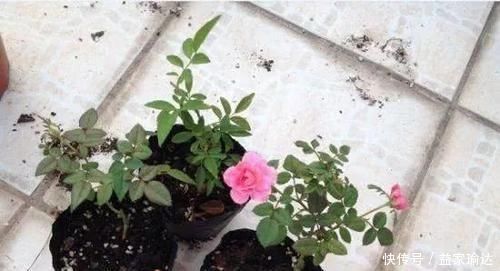 养护|去一趟花市，没花1分钱，捡来一堆花，养30天长成旺盛盆栽