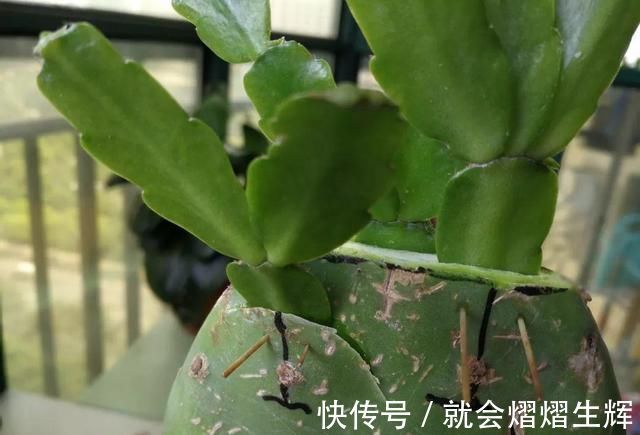 叶仙|蟹爪兰插萝卜上，也能嫁接？这波操作还是头一回见