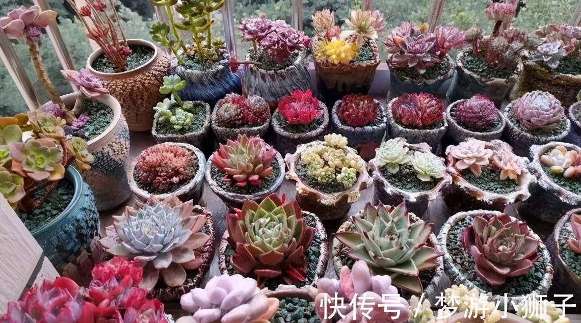 多肉冬天休眠状态不好,只要保证这两点,反而可能更美艳