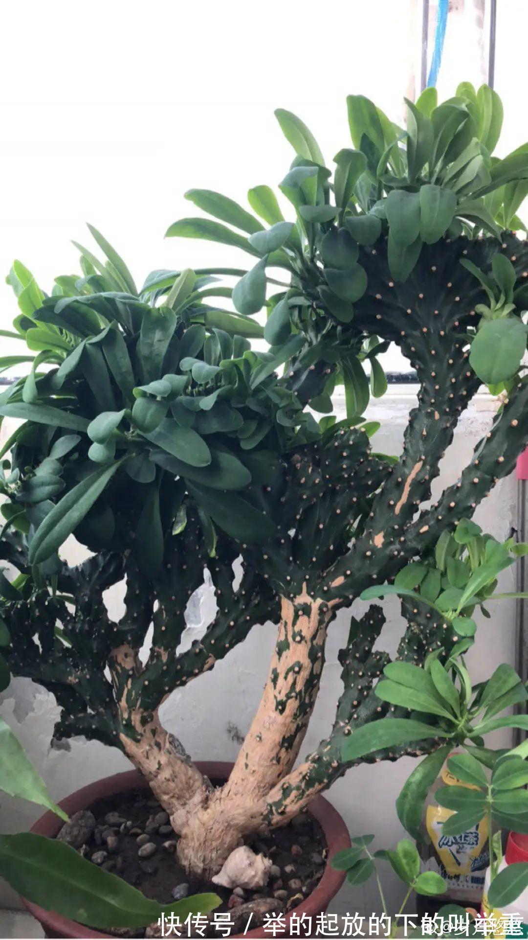 5种丑的难入眼的花，养客厅镇宅守家，越养越气派