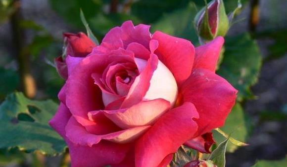 喜欢菊花,不如养盆“高档玫瑰”浪漫宝贝,美丽妖娆 美丽舞魅