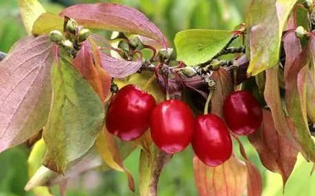 补充营养|女人想变美,常吃四种食物,滋养肌肤,减少色斑,不妨一试