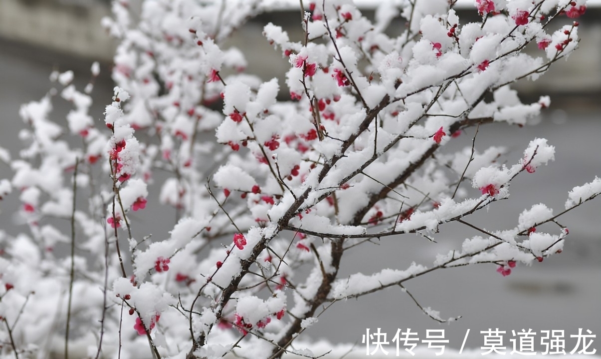 咏梅花$咏梅花最优秀的10首词排名，前两名伯仲之间，从这一角度分出高低