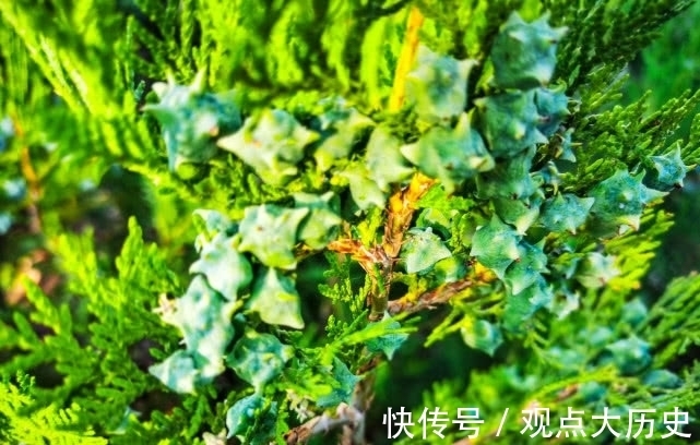 球花|旅行识花,它开花像花又似果,墓地陵园最多却少有人见过它