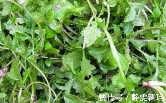 宁愿饿着,也千万别碰这4种“蔬菜”,寄生虫成“堆”,早知早受益