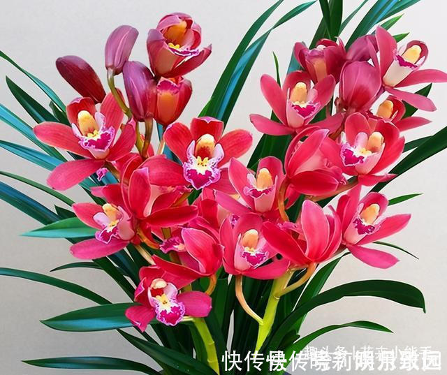 花色|此兰花,是名副其实的“开花机器”,花色鲜艳,勤花勤草还很好养